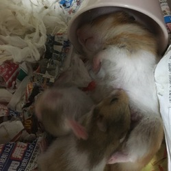 「お疲れお母さん」サムネイル2