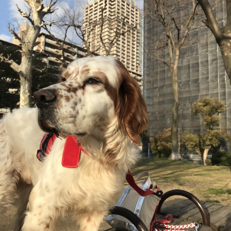 ｃａｒｓｙ   カーシーのカバー写真