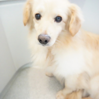 Mダックス×ポメラニアンMIX仮名☆渚（なぎさ）