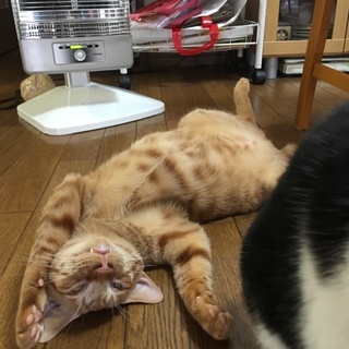 面白い子、スンタくん