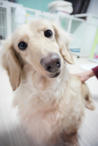 Mダックスクリーム推定7」東京都 - 犬の里親募集(151198