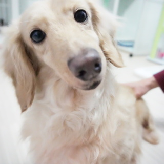 Mダックスクリーム推定7」東京都 - 犬の里親募集(151198