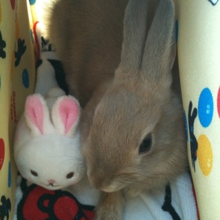 里親募集！ネザーランドドワーフ