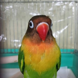 懐っこいインコです