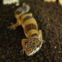 ヒョウモントカゲモドキ2ヶ月