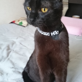 可愛い黒猫：くろまろ