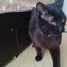 可愛い黒猫：くろまろ サムネイル2