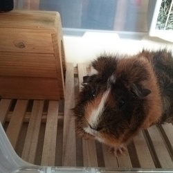 「お引っ越し」サムネイル2