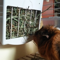 「お引っ越し」サムネイル3