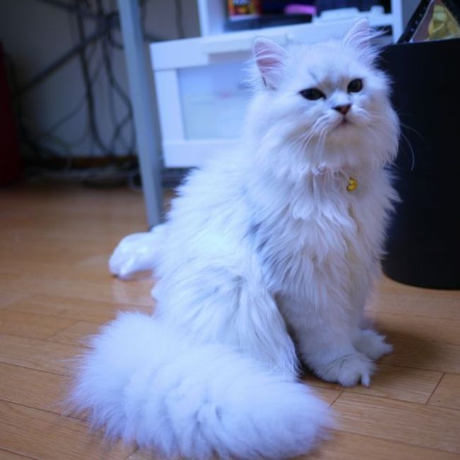 jklのカバー写真