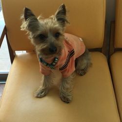 こじろうの肝臓の数値2