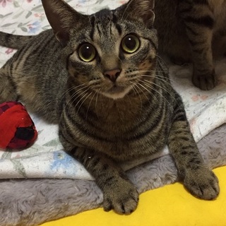 最高にキュートな黒シマ女子です