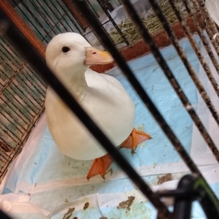 コ－ルダック♂3歳の里親募集。