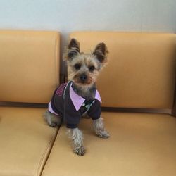 「こじろうの肝臓の数値2」サムネイル2