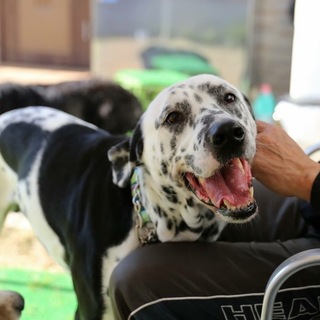 ☆ディノ☆元気な甘えん坊の男の子