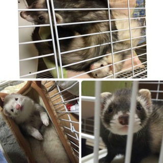 可愛がってくれる方お願いします！