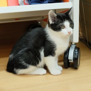 お腹モミモミして～♪『あんず』