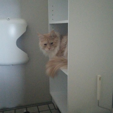 玄関エリアに入り、真っ先にやる事がコレ