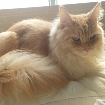 猫達は元気です