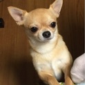 チワワ２歳オスの里親を探します
