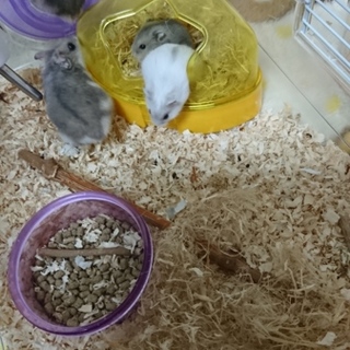 ジャンガリアンハムスターの里親募集！