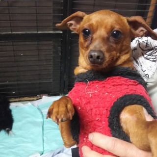 トライアル中！ミニピン甘えん坊の女の子 5歳  