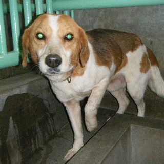 ビーグルミックスの甘えん坊くん