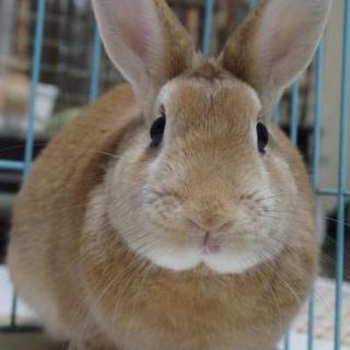 保護うさぎ(岐阜っ子)、コウくん