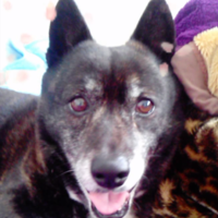 吉宗(よしむね)