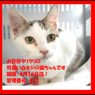 里親決定！！お迎えありがとうございました(^^♪