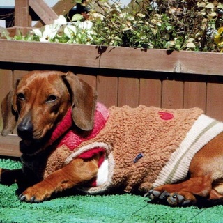 我が家のラッキーをお願いします。