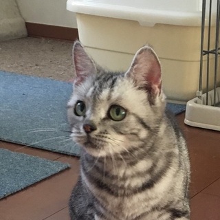 決定☆『サッシー』人馴れＯＫ・・注意が必要です。