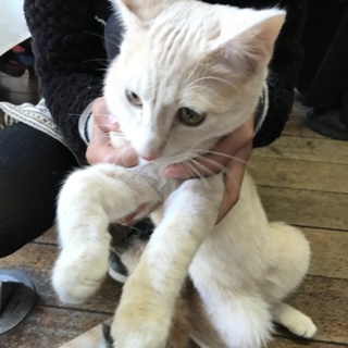 人が大好き★クリーム茶トラ  オス生後約半年〜１年