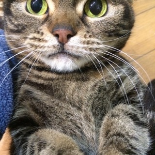 人懐っこいスコティッシュフォールドです！