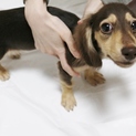 【急募】ミニチュアダックスの子犬の里親さん募集