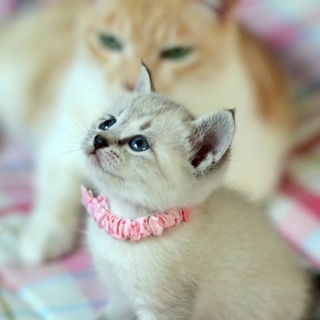 応募者多数につき一時募集停止《紗桜》