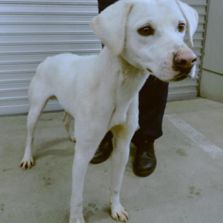 しっぽブンブン彡　人が大大大好き！