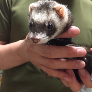 バスバレーフェレットの２才♀です。