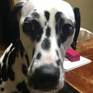 1歳9ヶ月 いつもこの位の距離で横にいます。