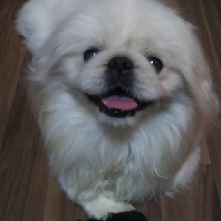 最期まで家族になってくれる方