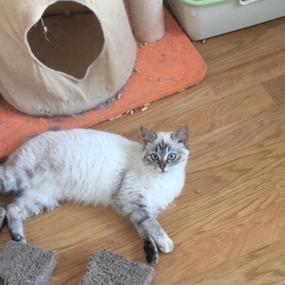 里親募集中です！