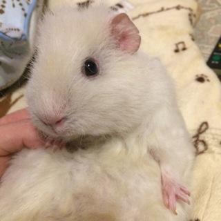 1歳白モルモット♀里親募集