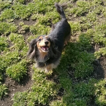 ドッグランでも飼い主から離れません