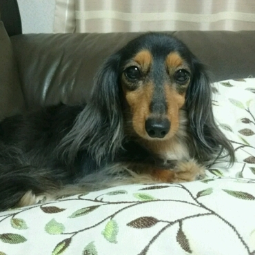 お昼寝はいつもソファ