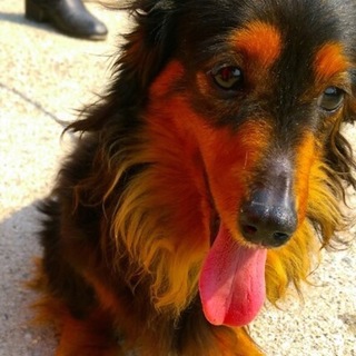 お見合い決定☆温厚なダックスの女の子☆ミーナちゃん