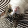 ニャンとぴあ(保護活動者)