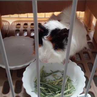 里親になってください。