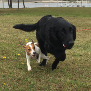 2歳 フラットコーテッドレトリバー　女の子