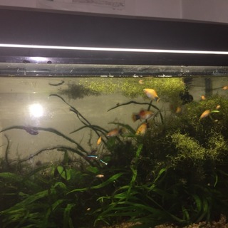 稚魚の里親募集