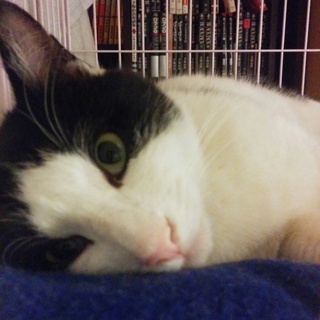 人が大好き❗可愛いハチワレくん☆